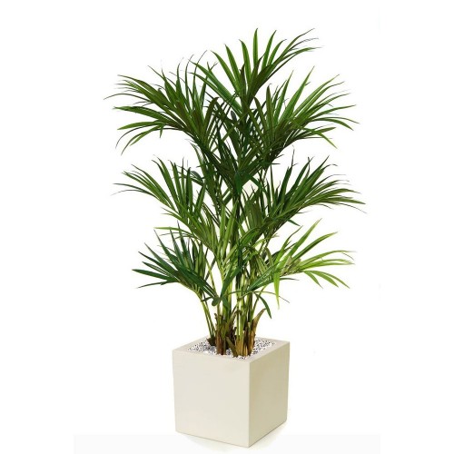 Planta semi-artificiala Ila, Kentia Lux Green - 180 cm